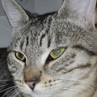 metatotoro's avatar