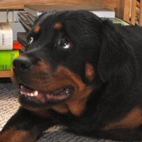 otiszelner's avatar