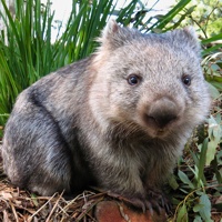 hnwombat's avatar