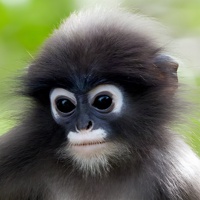 vukung's avatar