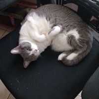 Leira's avatar