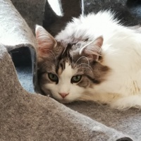 Caipi's avatar