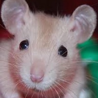 astachurski's avatar