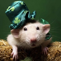 ratxt1's avatar