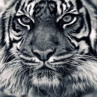 Takvorian's avatar