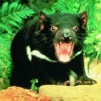 Tasmanian Devil's avatar