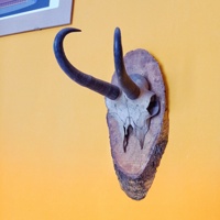chismo's avatar