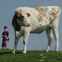 scone's avatar