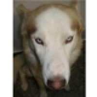 Santiago's avatar